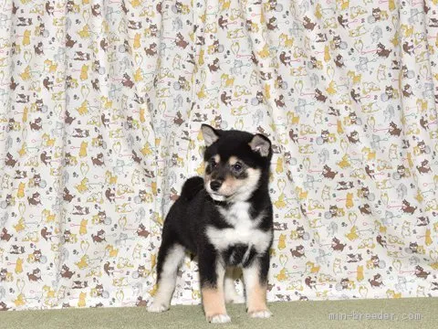 ID:2002-00530の子犬