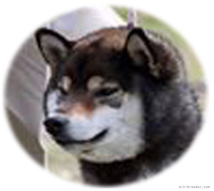 柴犬(標準サイズ)【・男の子・2017年1月1日・黒柴】