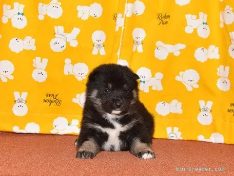 ID：2101-01349の子犬