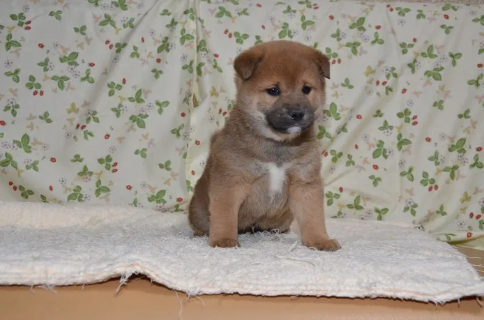 ID:1304-00119の子犬