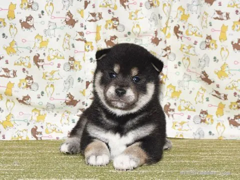 ID:2203-02334の子犬