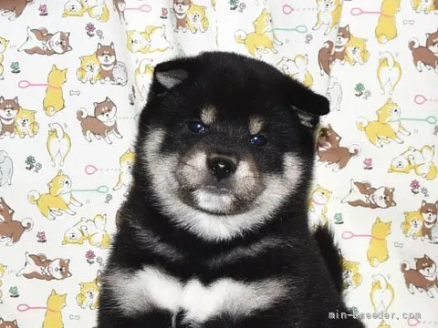 ID:2203-02332の子犬