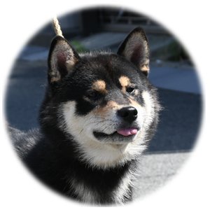 柴犬(標準サイズ)【・男の子・2019年9月2日・黒柴】