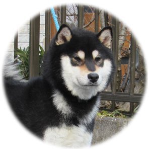 柴犬(標準サイズ)【・男の子・2019年1月11日・黒柴】「性格もよくとても大人しいです。」