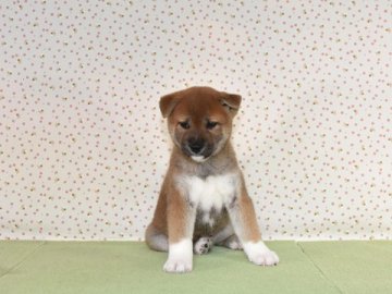 柴犬(標準サイズ)【大阪府・男の子・2019年5月24日・赤柴】の写真「大人しくて、賢い赤柴犬です。」