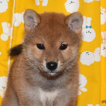 柴犬(標準サイズ)【大阪府・女の子・2022年7月4日・赤柴犬】の写真「大人しくて、賢い赤柴犬です。」