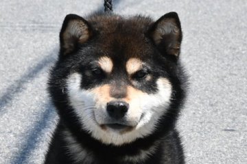 柴犬(標準サイズ)【大阪府・男の子・2021年7月15日・きれいな黒柴犬】の写真「大人しくて、賢い黒柴犬です。」