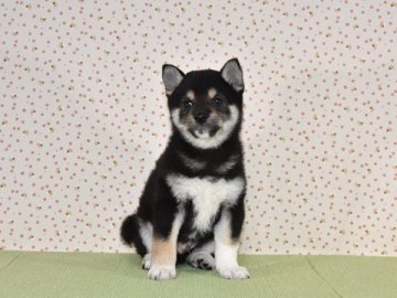 柴犬(標準サイズ)【大阪府・男の子・2019年1月7日・黒柴犬】の写真「少し小さめな、黒柴の雄です。」