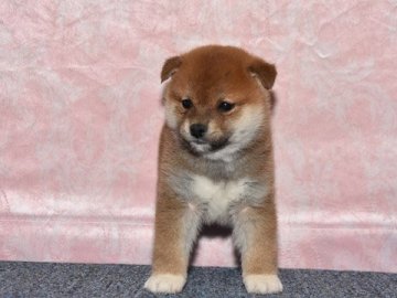 柴犬(標準サイズ)【大阪府・男の子・2019年10月26日・きれいな赤柴犬】の写真「きれいな赤柴です。」