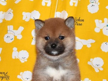 柴犬(標準サイズ)【大阪府・女の子・2021年1月3日・赤柴犬】の写真「大人しくて、賢い赤柴犬です。」