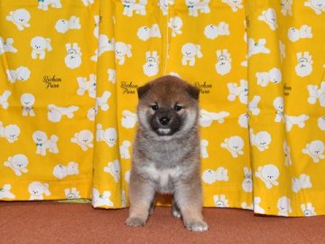 柴犬(標準サイズ)【大阪府・男の子・2021年12月22日・赤柴犬】の写真「大人しくて、賢い赤柴犬です。」