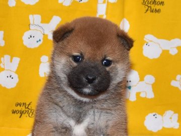 柴犬(標準サイズ)【大阪府・女の子・2021年1月3日・赤柴犬】の写真「大人しくて、賢い赤柴犬です。」