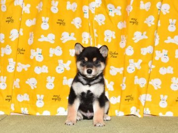 柴犬(標準サイズ)【大阪府・男の子・2020年10月19日・黒柴】の写真「きれいな黒柴です。」