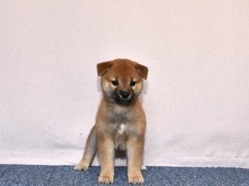柴犬(標準サイズ)【大阪府・男の子・2019年9月17日・赤柴】の写真「大人しい雄犬です。」