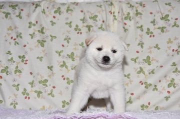 柴犬(標準サイズ)【大阪府・男の子・2018年6月17日・白柴犬】の写真「小さくて可愛いです。」