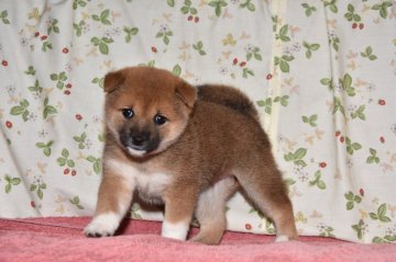 柴犬(標準サイズ)【大阪府・女の子・2018年4月18日・赤柴犬】の写真「可愛くて、綺麗な赤柴犬です。」