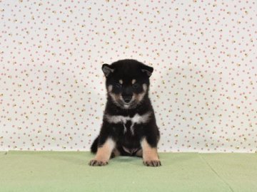柴犬(標準サイズ)【大阪府・男の子・2019年7月17日・黒柴】の写真「可愛い黒柴です。」
