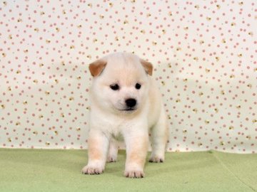 柴犬(標準サイズ)【大阪府・女の子・2019年8月17日・白柴犬】の写真「可愛い白柴犬です。」
