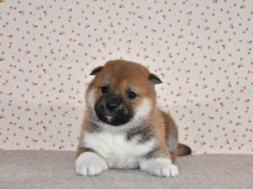 柴犬(標準サイズ)【大阪府・男の子・2018年12月19日・赤柴犬】の写真「とても綺麗な雄犬です。」