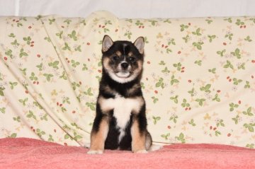 柴犬(標準サイズ)【大阪府・女の子・2017年10月13日・黒柴犬】の写真「豆柴サイズの黒柴犬です。」
