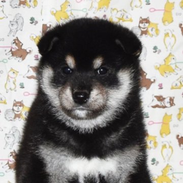 柴犬(標準サイズ)【大阪府・男の子・2023年5月4日・黒柴犬】の写真「大人しくて、賢い黒柴犬です。」