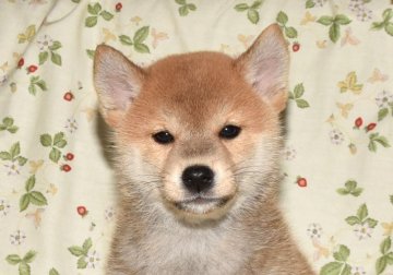 柴犬(標準サイズ)【大阪府・女の子・2018年3月15日・赤柴犬】の写真「性格の良い女の子です。」