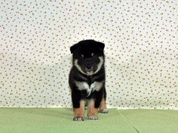 柴犬(標準サイズ)【大阪府・男の子・2019年8月17日・黒柴】の写真「大人しくて、賢い黒柴犬です。」