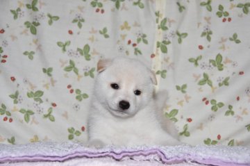 柴犬(標準サイズ)【大阪府・男の子・2018年6月17日・白柴犬】の写真「綺麗な白柴です。」