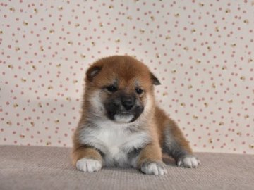 柴犬(標準サイズ)【大阪府・男の子・2018年12月19日・赤柴犬】の写真「準最高犬の直子」