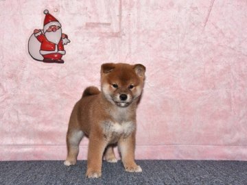 柴犬(標準サイズ)【大阪府・男の子・2019年10月28日・赤柴犬】の写真「賢くて、飼い良いです。」