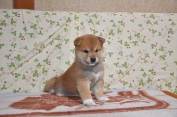 柴犬(標準サイズ)【大阪府・男の子・2014年5月20日・赤】の写真「きりっとした男前の赤柴」