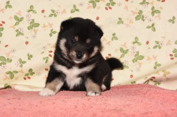 柴犬(標準サイズ)【大阪府・女の子・2017年10月2日・黒】の写真「小さめな黒柴犬をお探しなら最適です。」