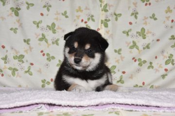 柴犬(標準サイズ)【大阪府・男の子・2018年6月17日・黒柴犬】の写真「綺麗な黒柴犬」