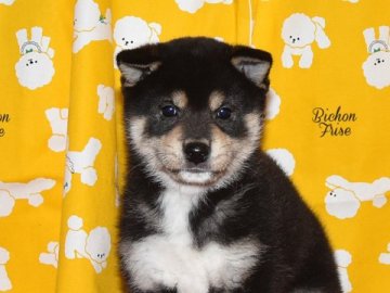 柴犬(標準サイズ)【大阪府・男の子・2021年12月14日・黒柴】の写真「賢い黒柴犬です。」