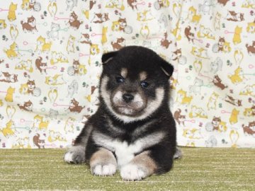 柴犬(標準サイズ)【大阪府・男の子・2022年2月14日・黒柴犬】の写真「賢い黒柴犬です。」