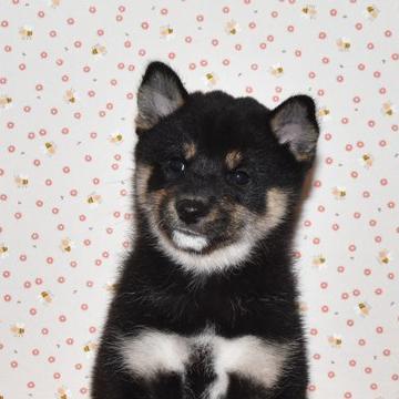 柴犬(標準サイズ)【大阪府・女の子・2022年8月2日・黒柴犬】の写真「可愛い黒柴です。」