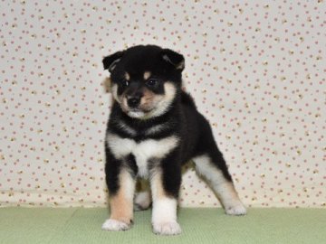 柴犬(標準サイズ)【大阪府・男の子・2019年9月20日・黒柴】の写真「可愛い黒柴です。」