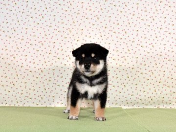 柴犬(標準サイズ)【大阪府・女の子・2019年8月17日・黒柴】の写真「元気な良い子です。」
