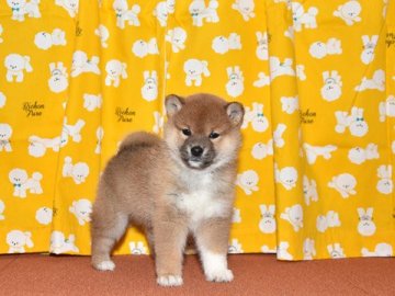 柴犬(標準サイズ)【大阪府・男の子・2021年12月28日・赤柴犬】の写真「大人しくて、賢い赤柴犬です。」