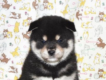 柴犬(標準サイズ)【大阪府・男の子・2022年2月14日・きれいな黒柴犬】の写真「きれいな黒柴です。」