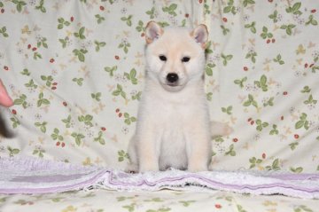 柴犬(標準サイズ)【大阪府・男の子・2018年6月3日・白柴犬】の写真「とにかく男前です。」
