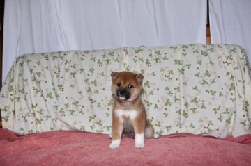 柴犬(標準サイズ)【大阪府・女の子・2018年4月18日・小いさくて、可愛い赤柴犬です。】の写真「小さくて、可愛くて、綺麗な赤柴犬です。」
