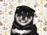 柴犬(標準サイズ)【大阪府・男の子・2022年2月14日・黒柴犬】の写真1「令和４年３月23日撮影」