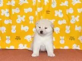 柴犬(標準サイズ)【大阪府・男の子・2020年12月15日・白柴犬】の写真2「令和3年1月17日に撮影」