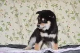 柴犬(標準サイズ)【大阪府・男の子・2015年11月7日・黒】の写真2「どこを見ていますか~」