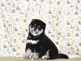 柴犬(標準サイズ)【大阪府・男の子・2022年2月14日・黒柴犬】の写真2「令和４年３月23日撮影」