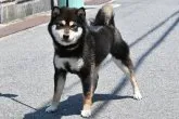 柴犬(標準サイズ)【大阪府・男の子・2021年7月15日・きれいな黒柴犬】の写真2「令和４年５月３日に撮影しました」