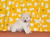 柴犬(標準サイズ)【大阪府・男の子・2020年12月15日・白柴犬】の写真3「令和3年1月17日に撮影」