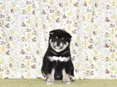 柴犬(標準サイズ)【大阪府・男の子・2022年2月14日・黒柴犬】の写真4「令和４年３月23日撮影」