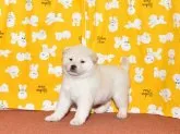 柴犬(標準サイズ)【大阪府・男の子・2020年12月15日・白柴犬】の写真4「令和3年1月17日に撮影」